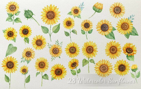 Download 28 Watercolor Sunflower Elements Color - Premium Resources