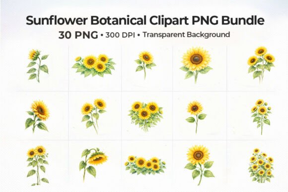 Download 30+sunflower-botanical-clipart-png-bundl - Premium Resources